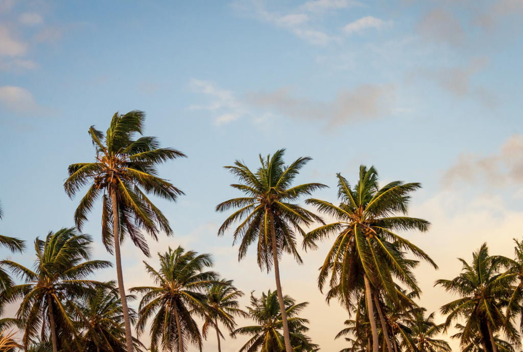 The Perfect Cleanse: Coconut Oil